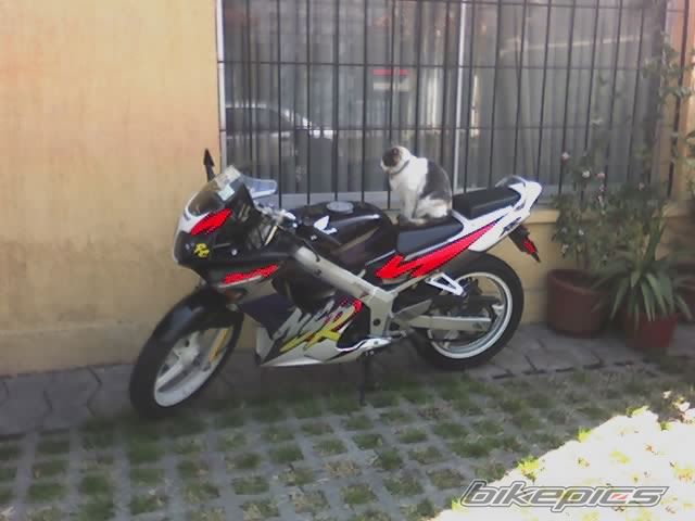 Photo 1000262