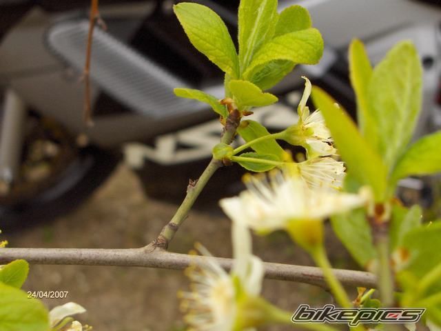 Photo 1004893