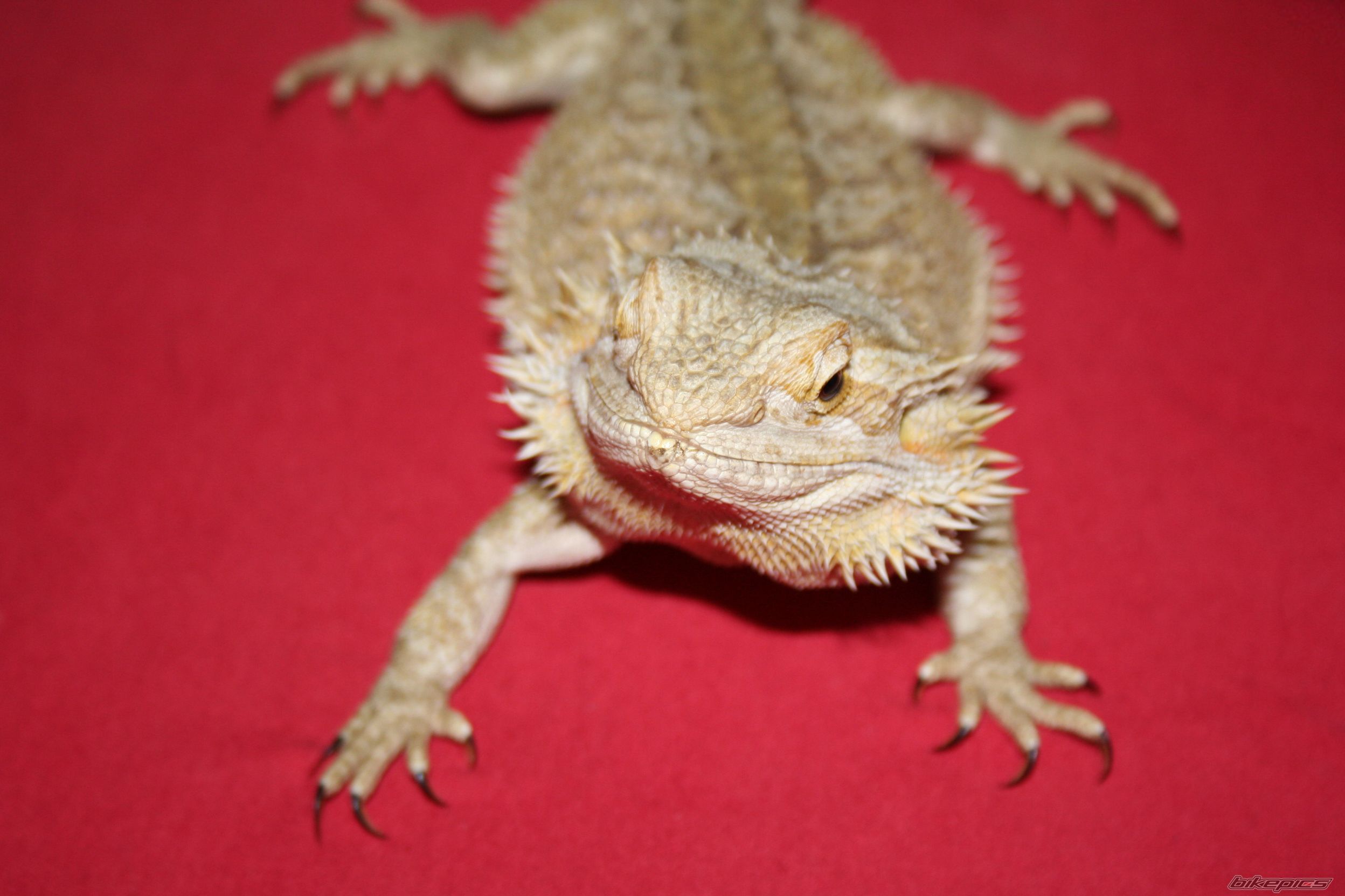 Photo 1036904