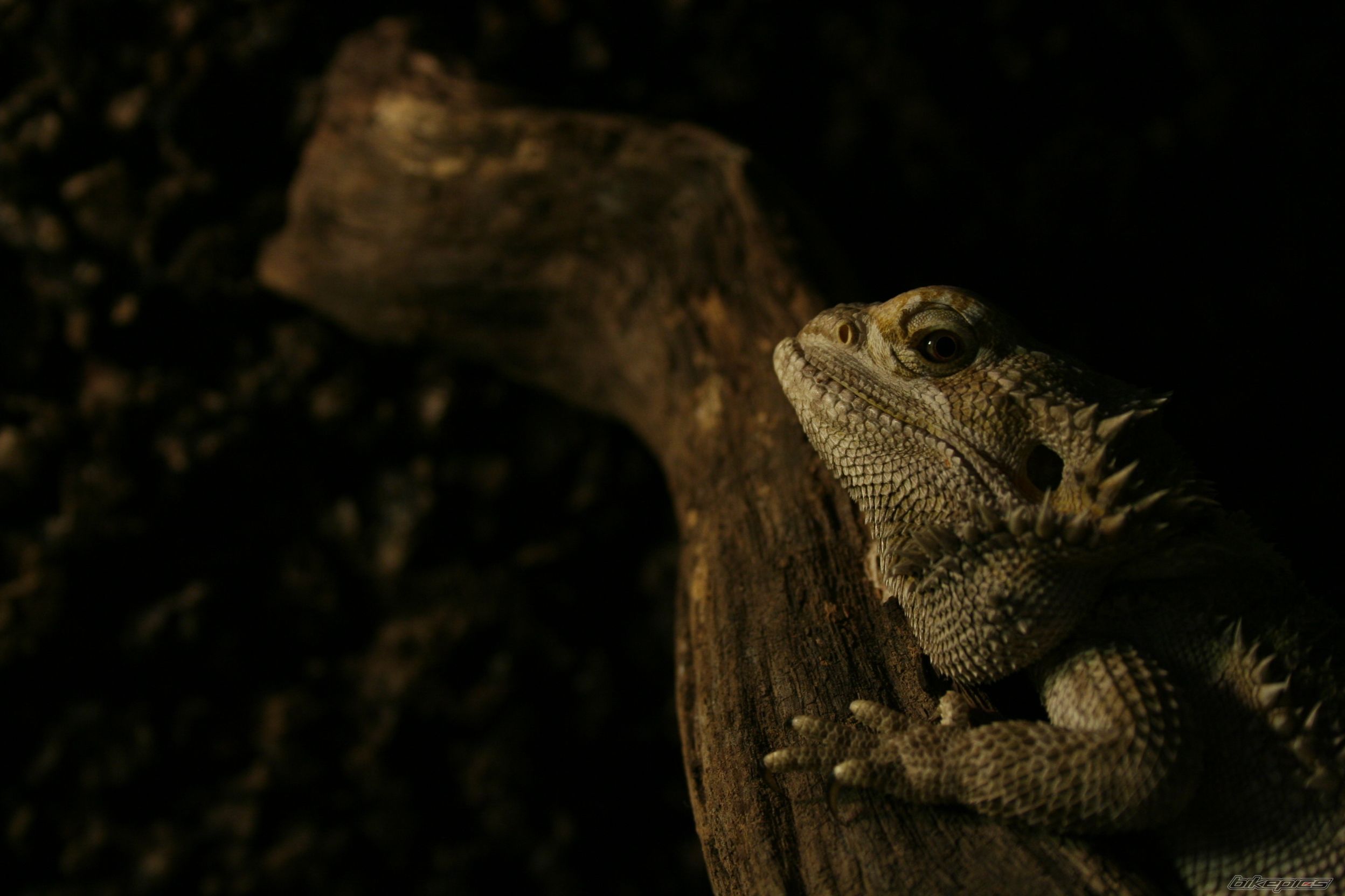 Photo 1036910