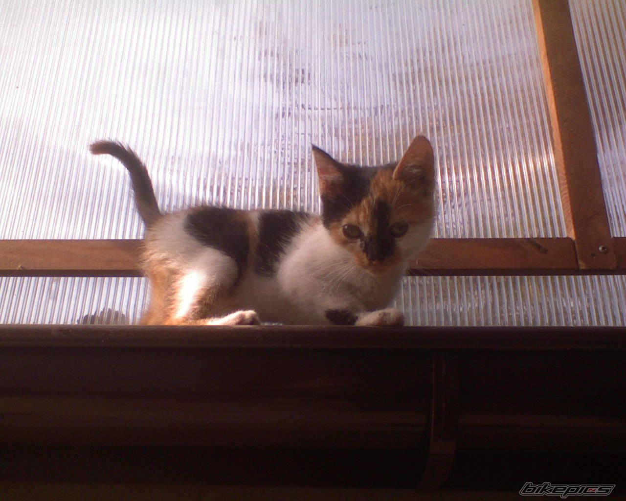 Photo 1046483