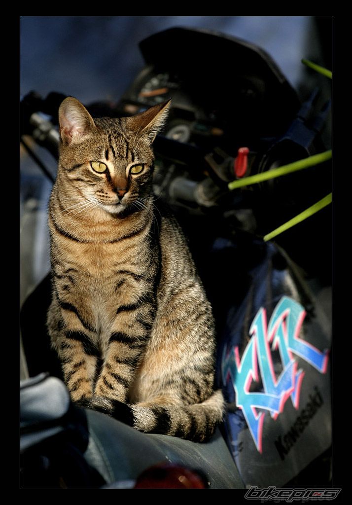 Bike Photo 1079543