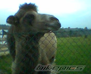 Photo 1080747