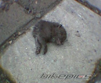 Photo 1080753