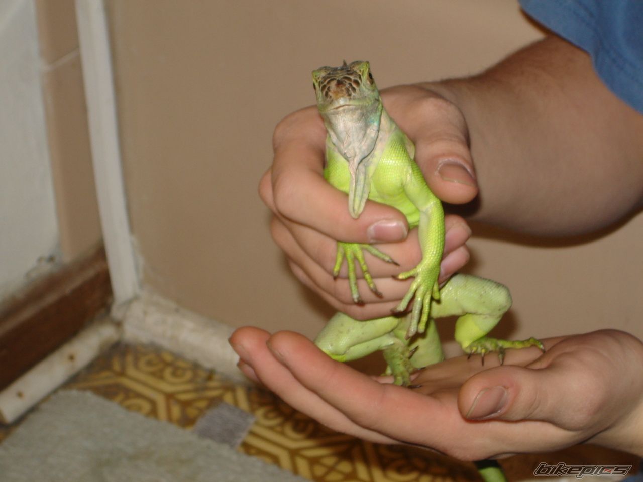 Photo 1100433