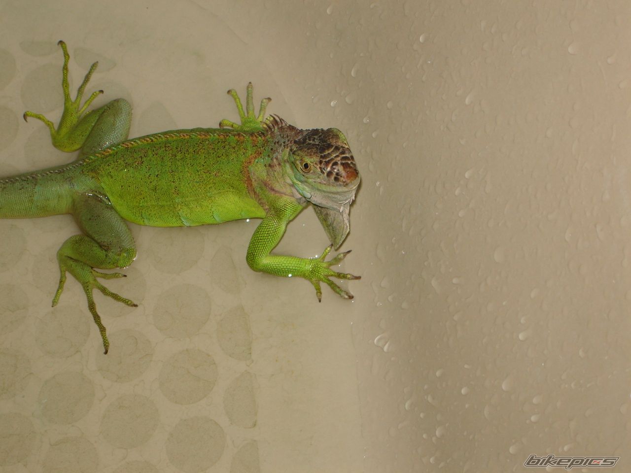 Photo 1100434
