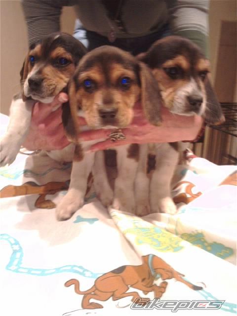 Photo 1106156