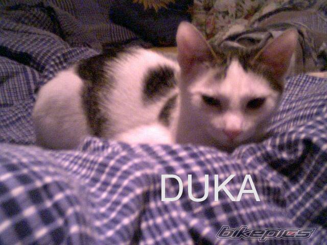 Photo 113329