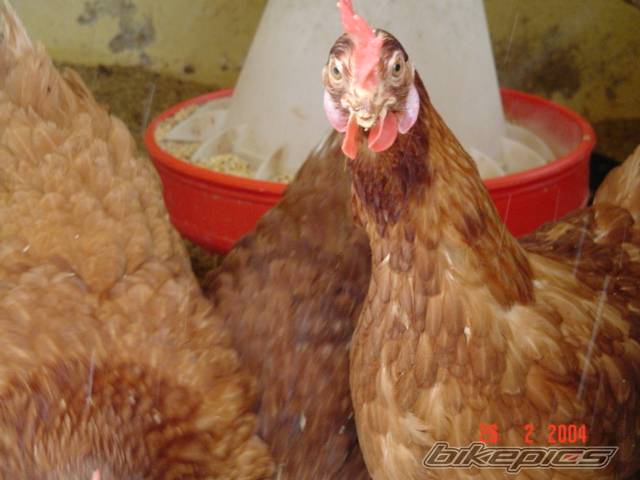 Photo 113794