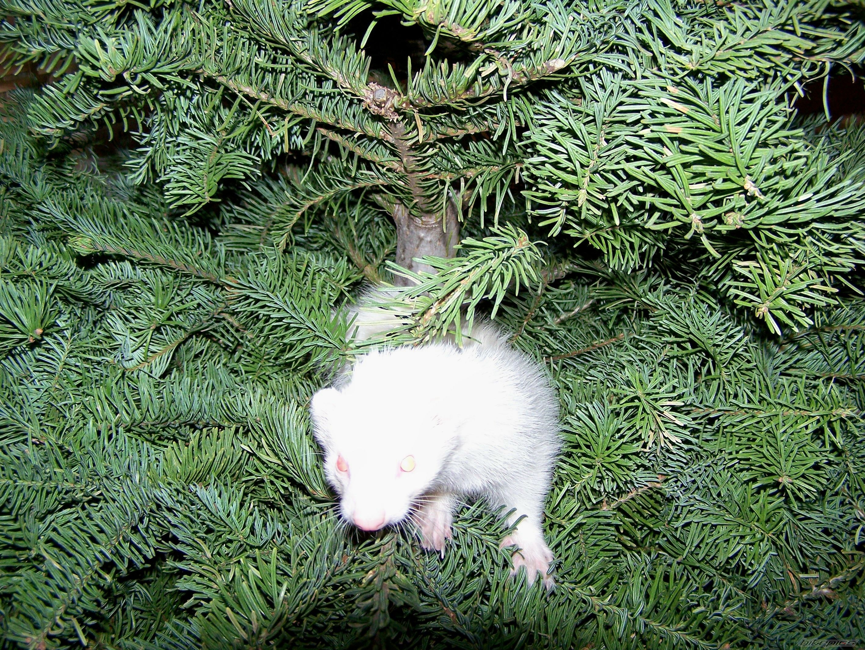 Photo 1139571
