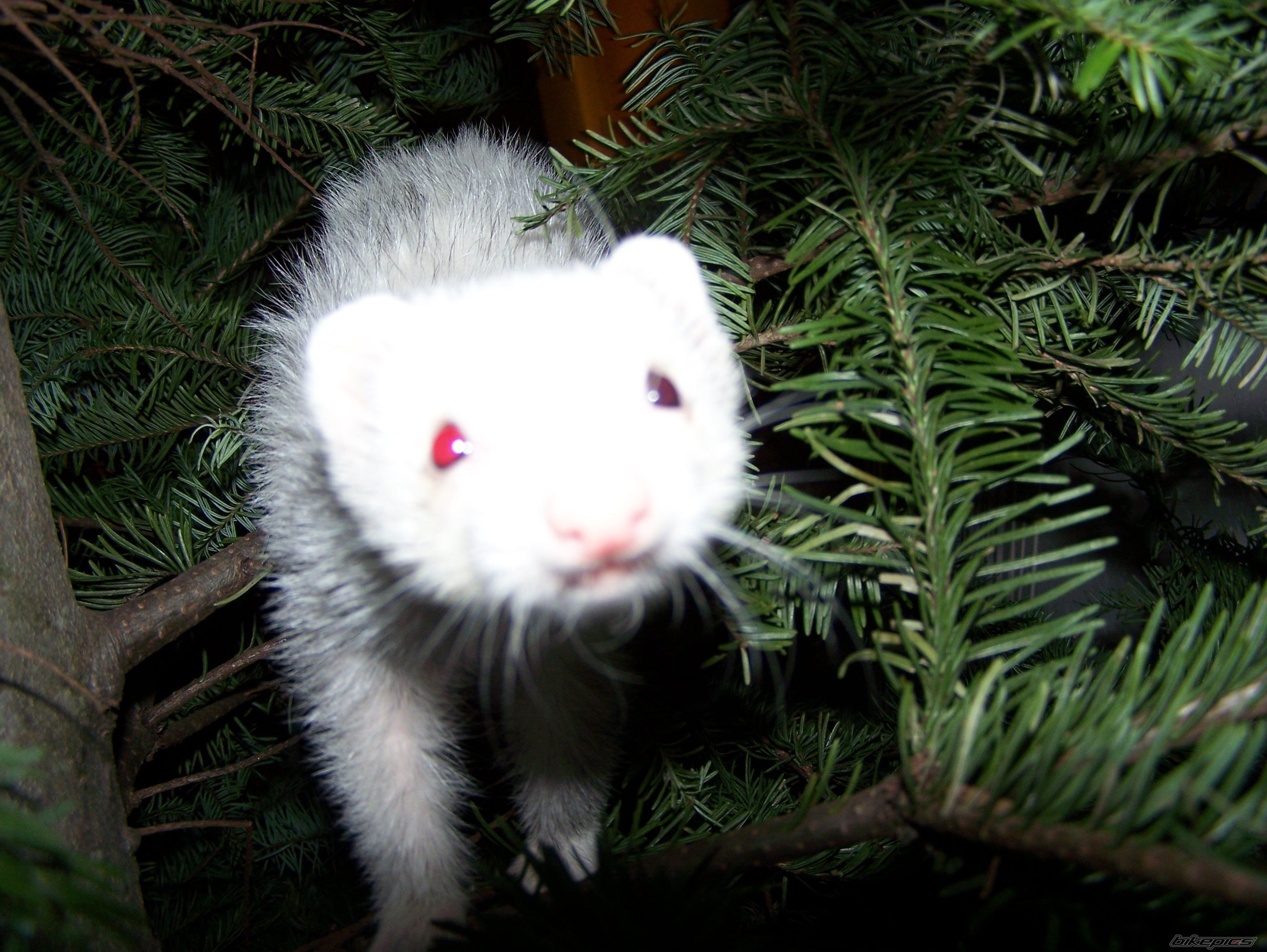 Photo 1139572