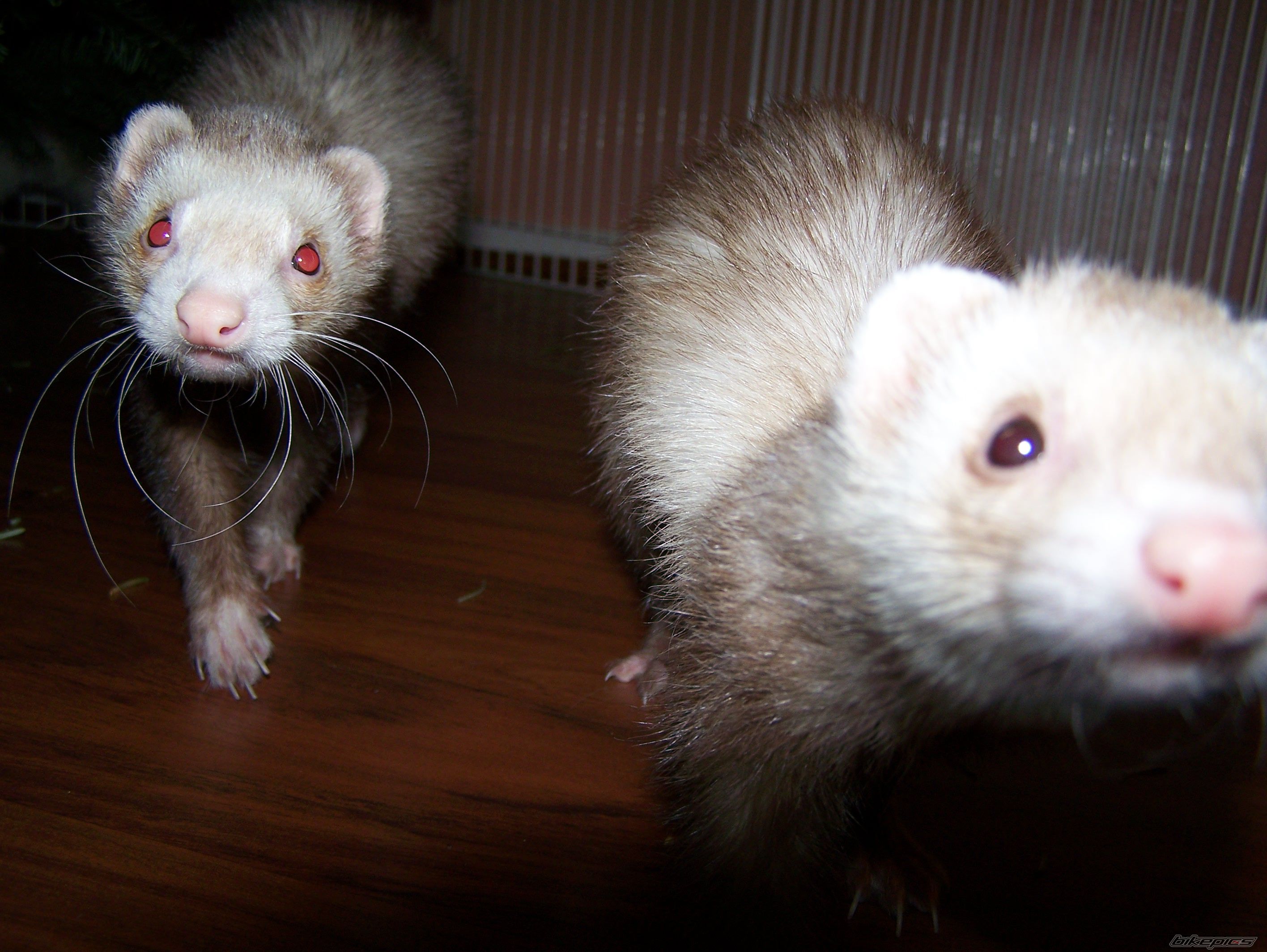 Photo 1141578