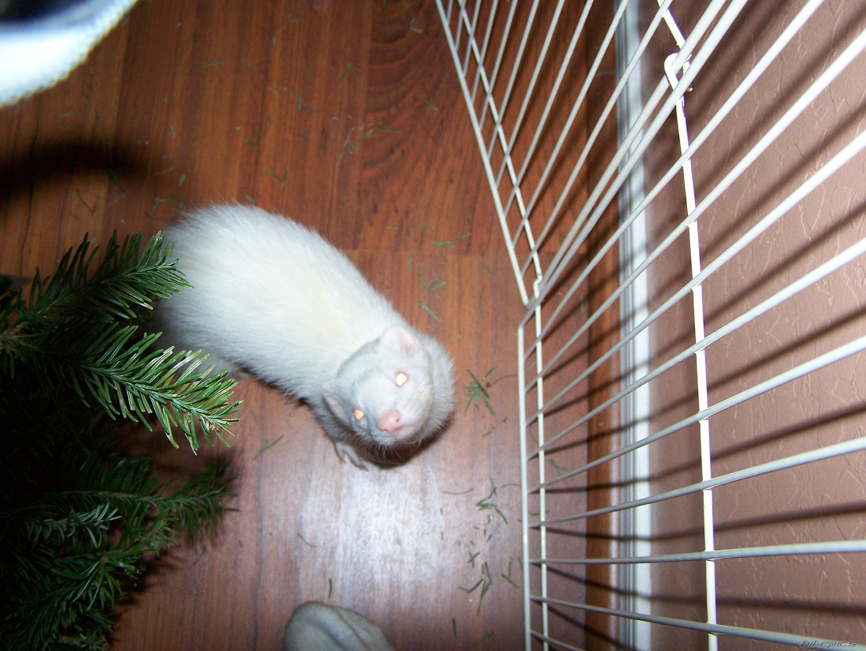 Photo 1141581