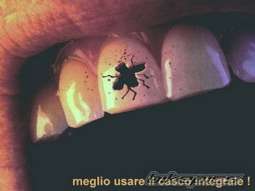 Photo 115909