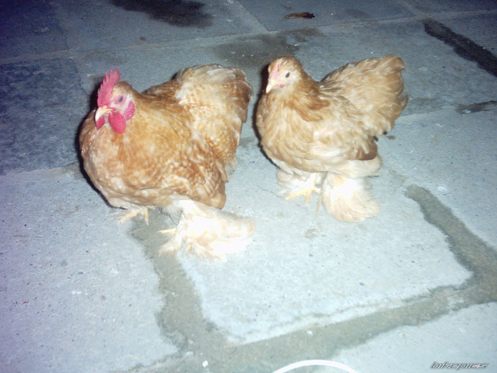 Photo 1214353