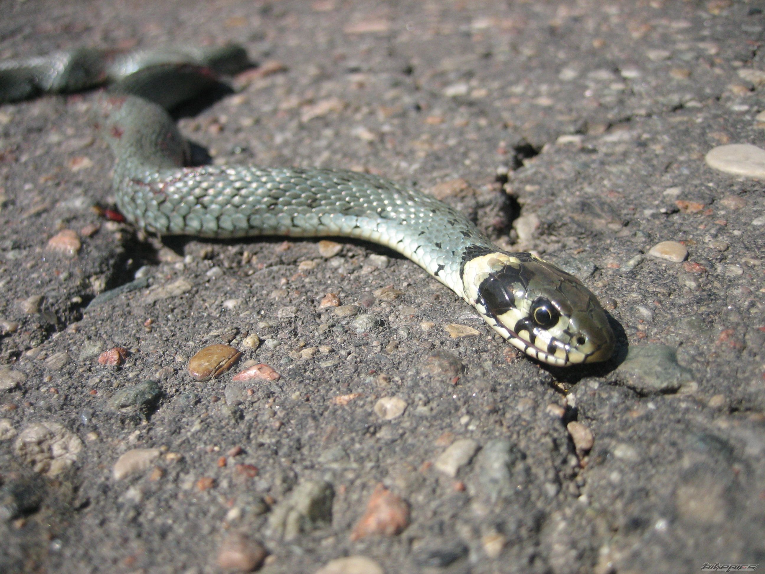 Photo 1263472