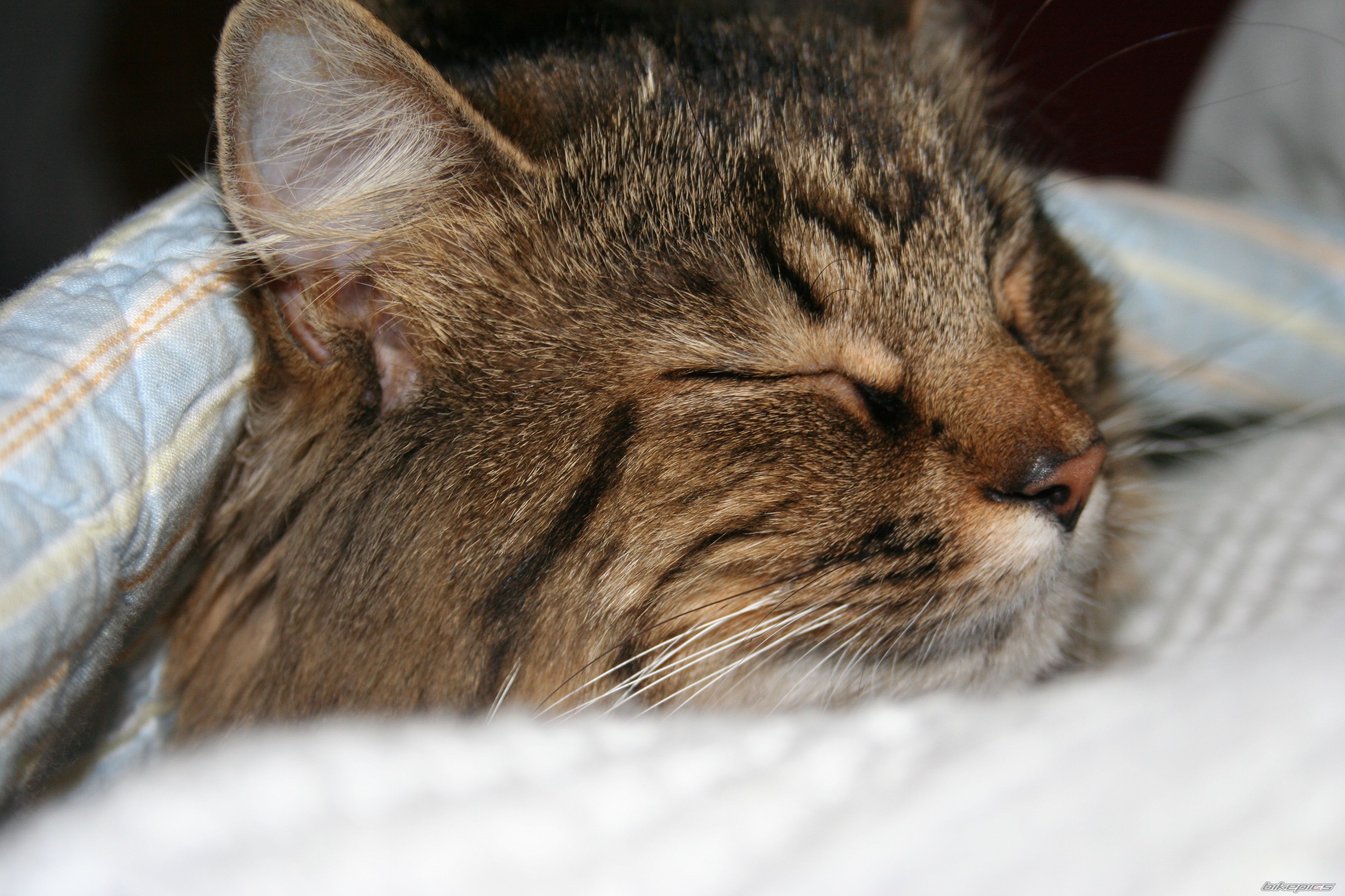 Photo 1267794