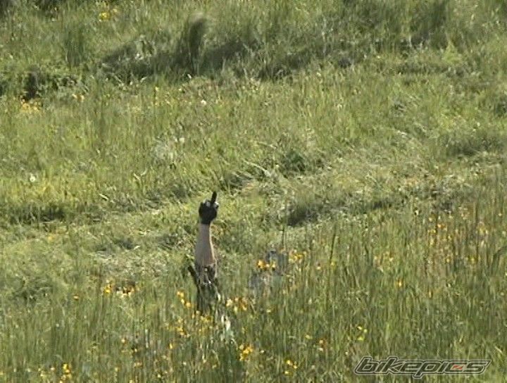 Photo 1275040