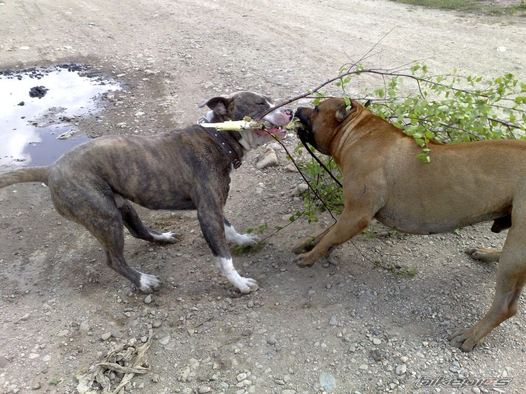 Photo 1277067