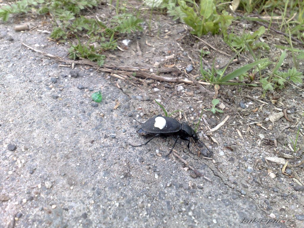 Photo 1286319
