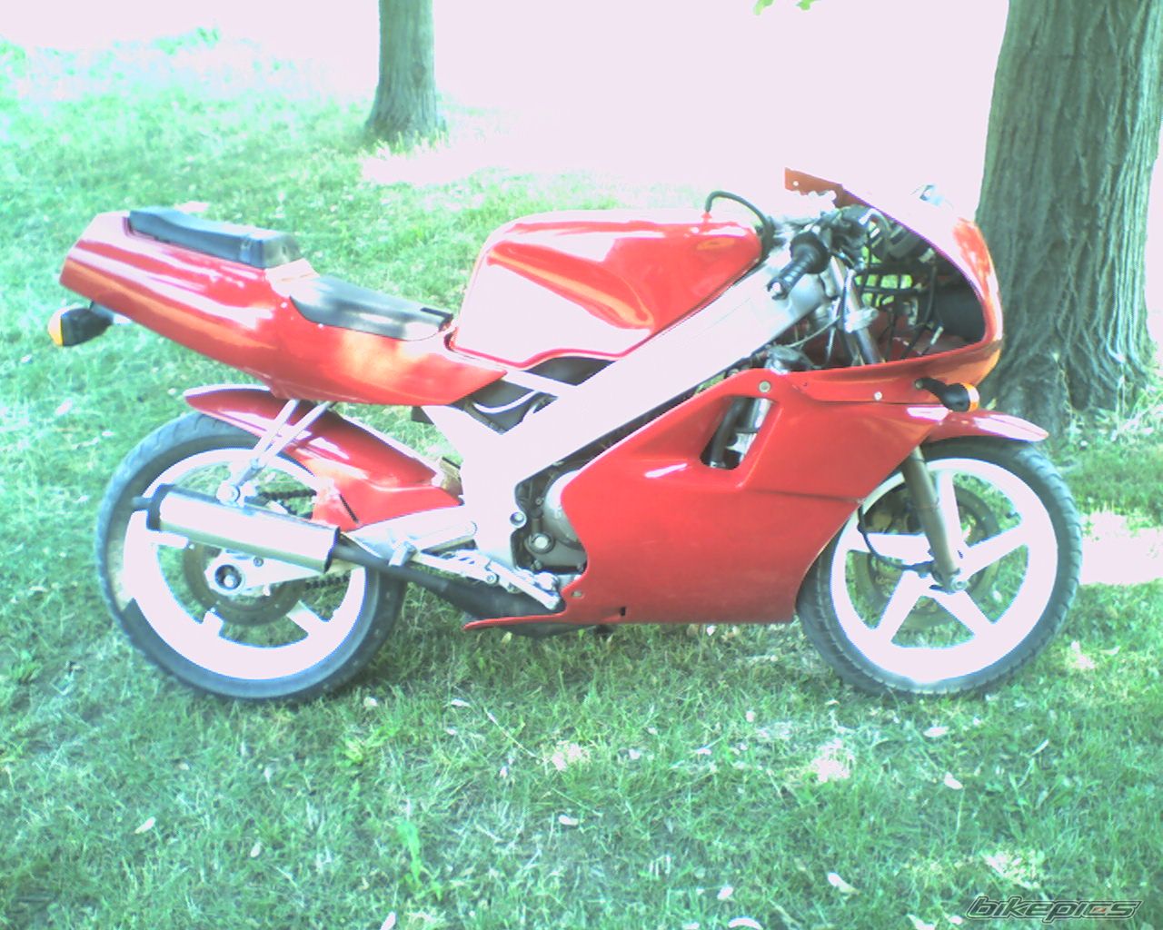 Photo 1294855
