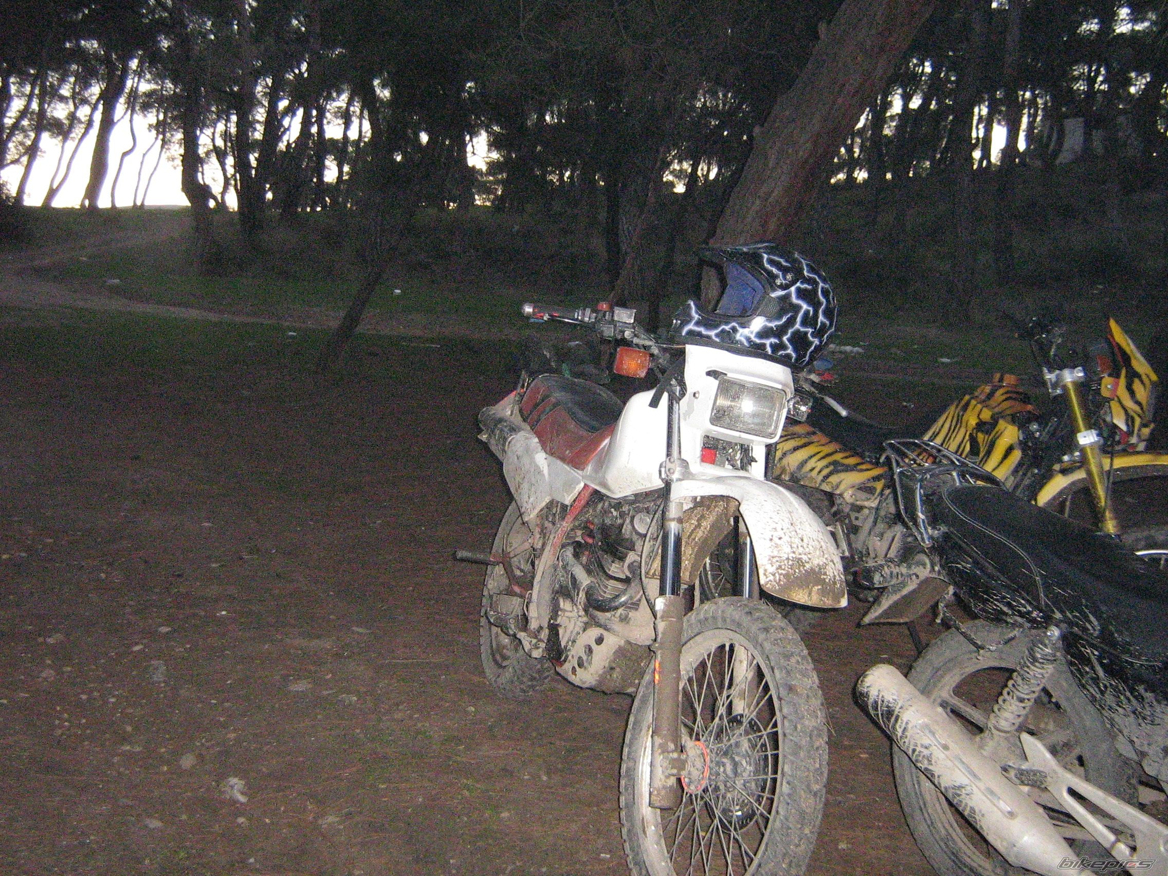 Photo 1303460
