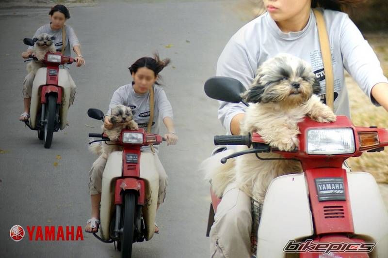 Bike Photo 1317432