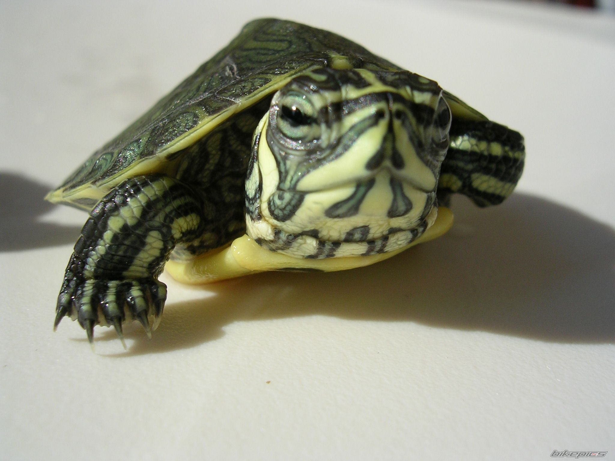 Photo 1320221