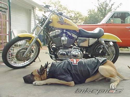 Photo 133224