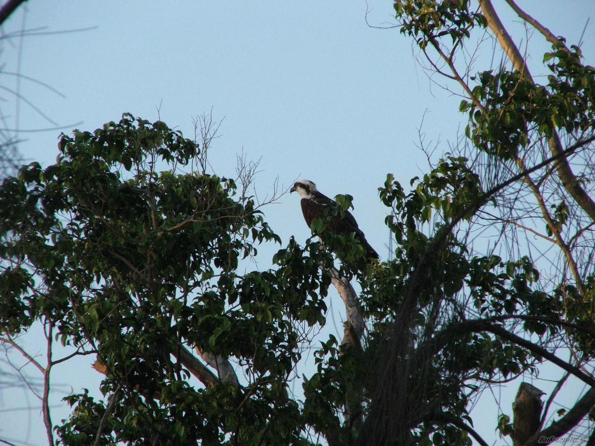 Photo 1338531