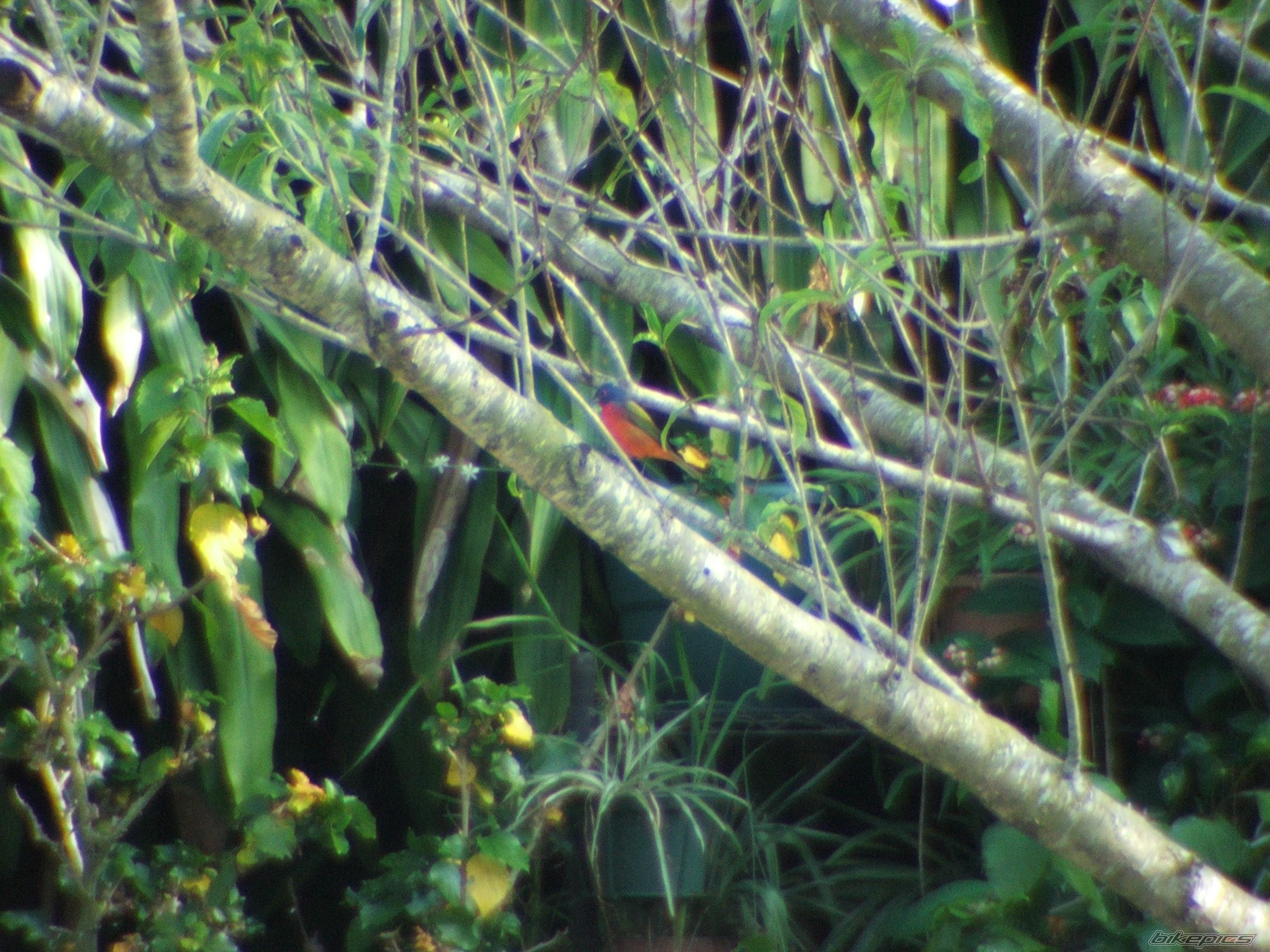 Photo 1338532