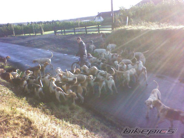 Bike Photo 1342673