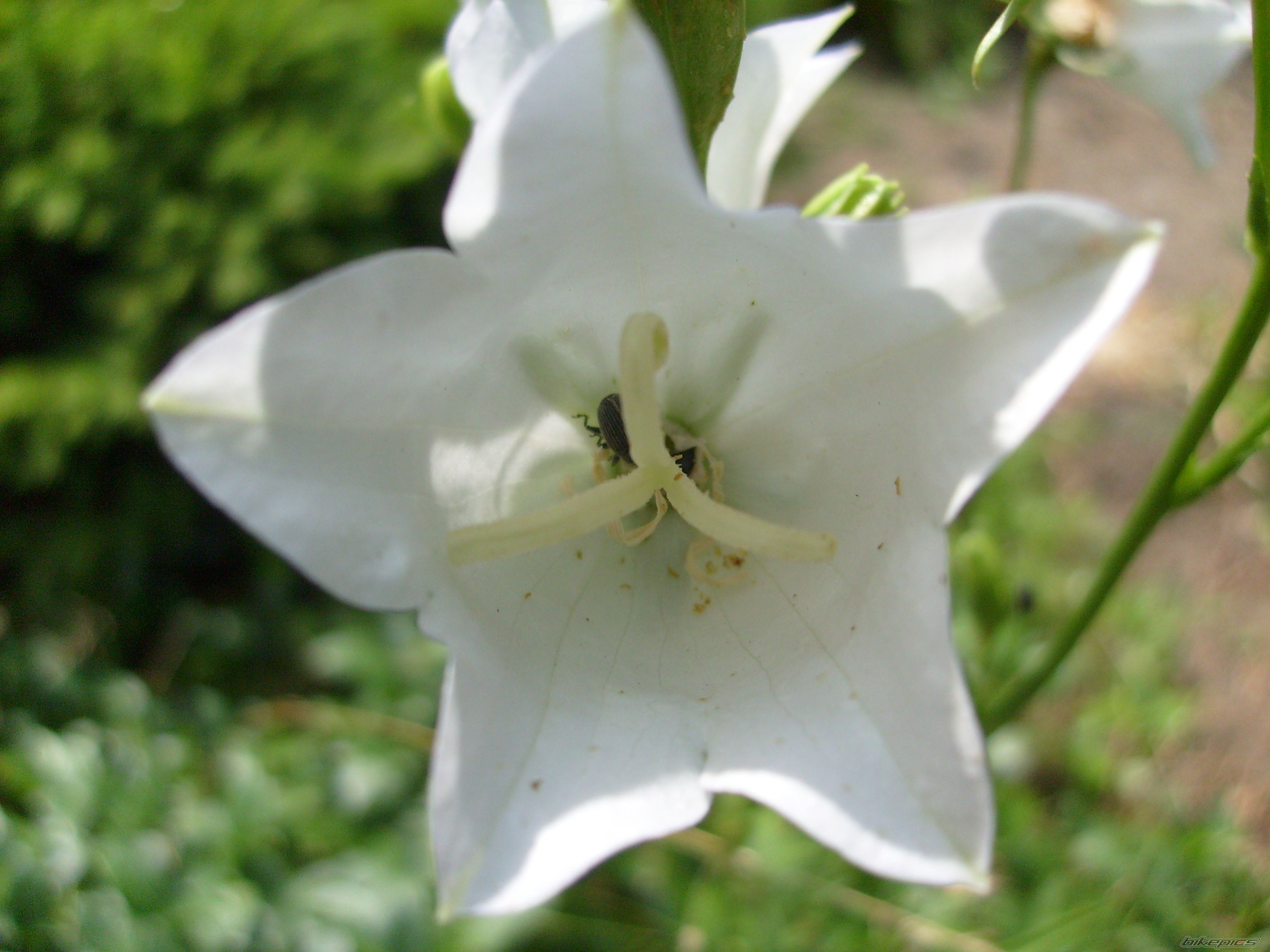 Photo 1350267