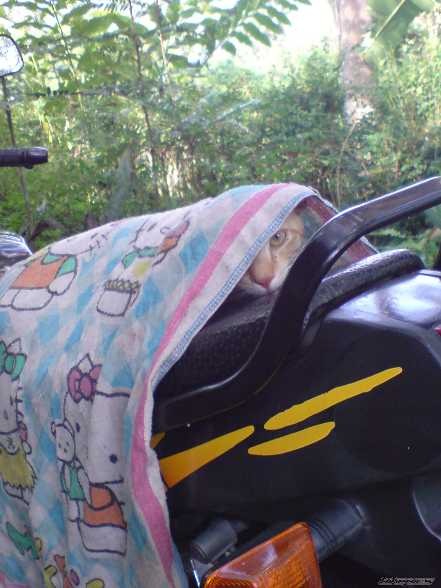 Bike Photo 1356711