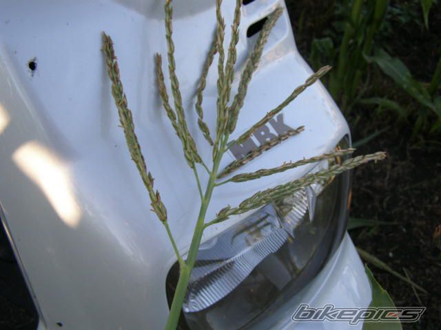 Photo 1375134