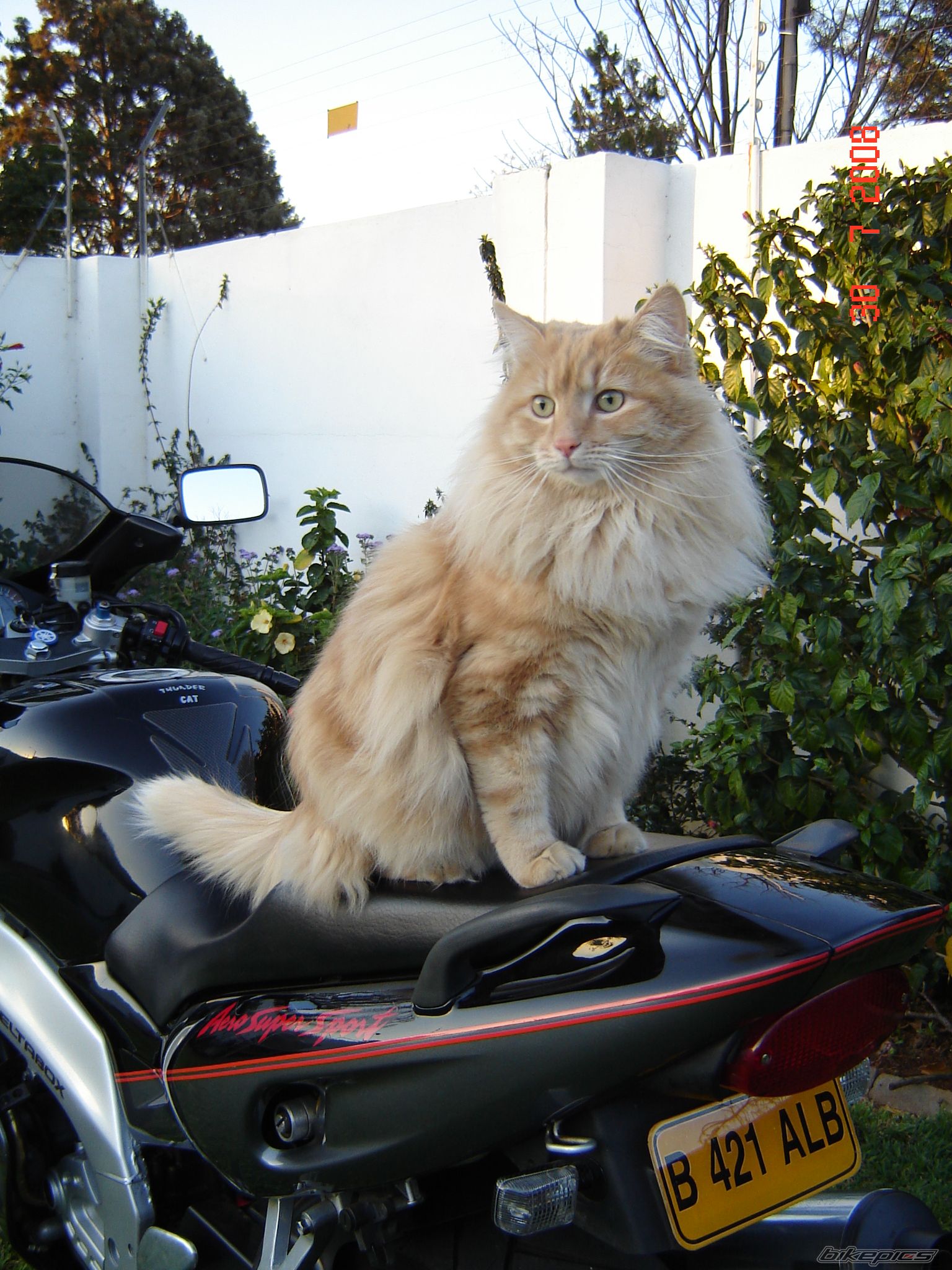 Photo 1375283