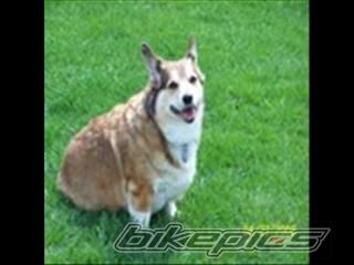 Photo 1385685