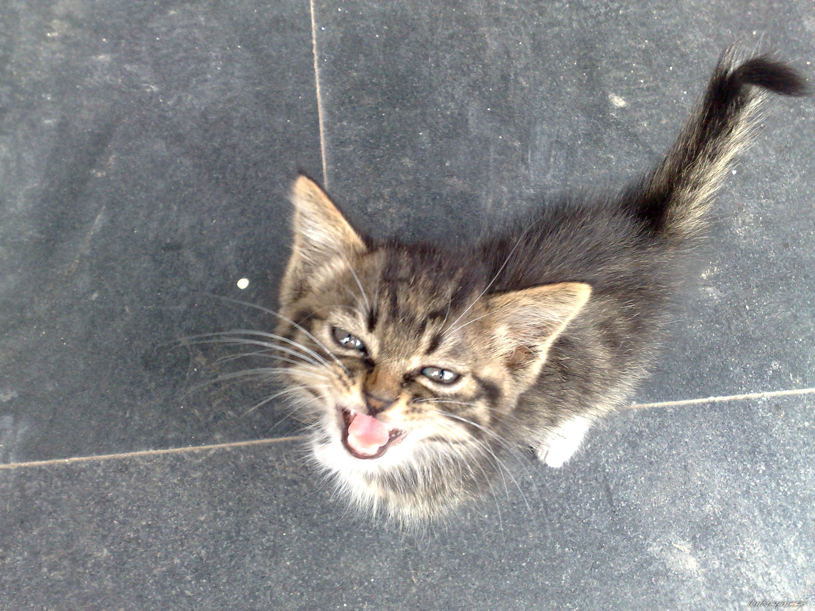 Photo 1387408