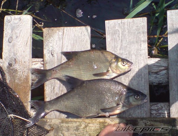 Photo 1402685