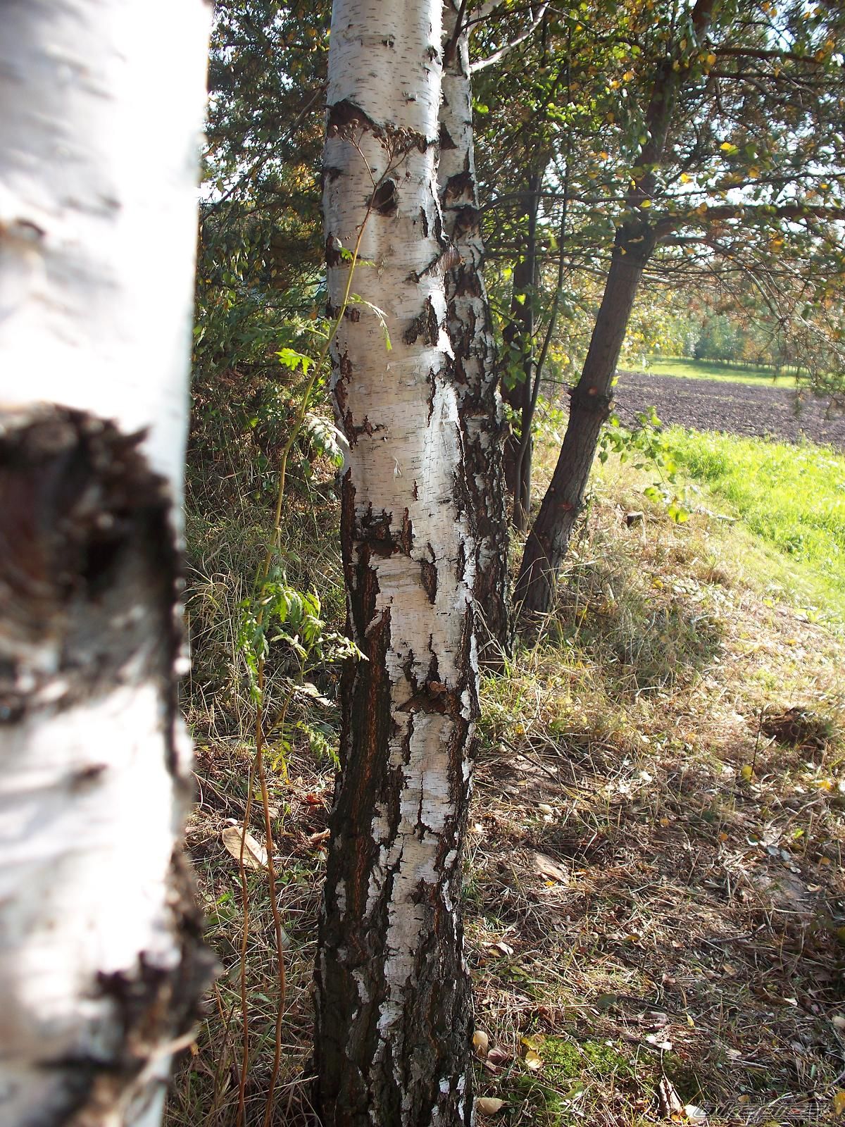 Photo 1438688