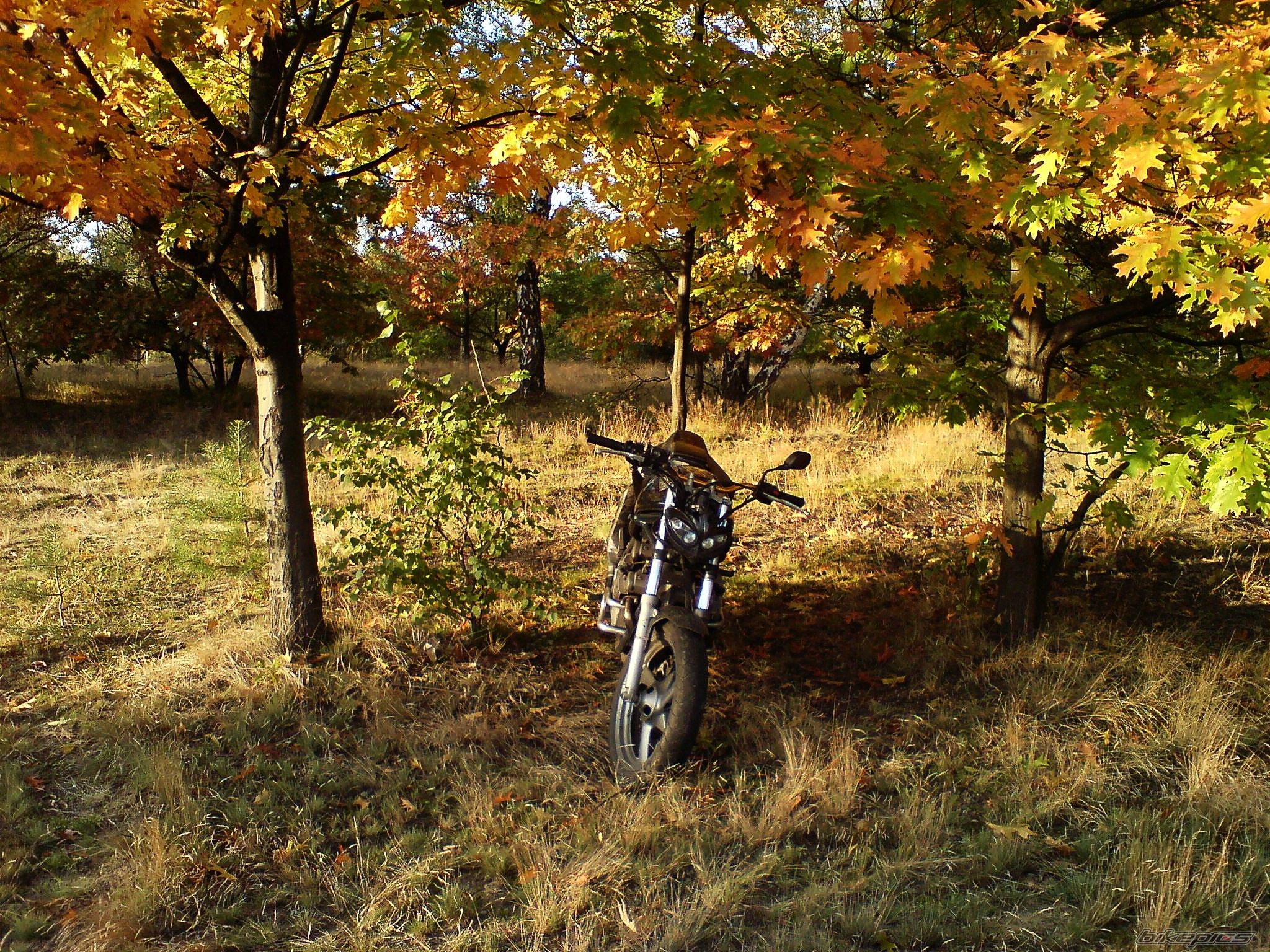Photo 1439383