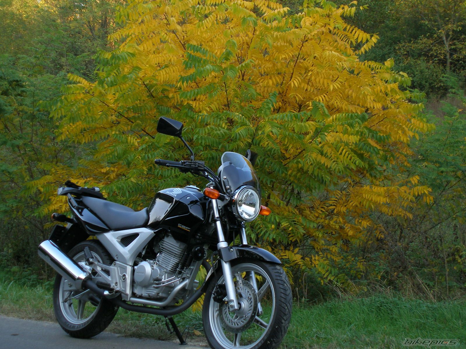 Photo 1447160