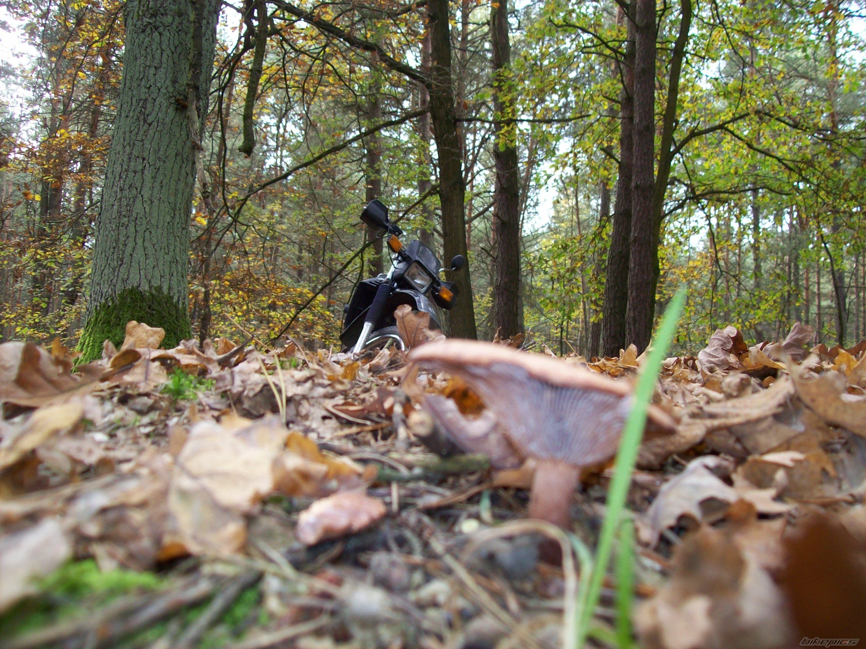 Photo 1447251