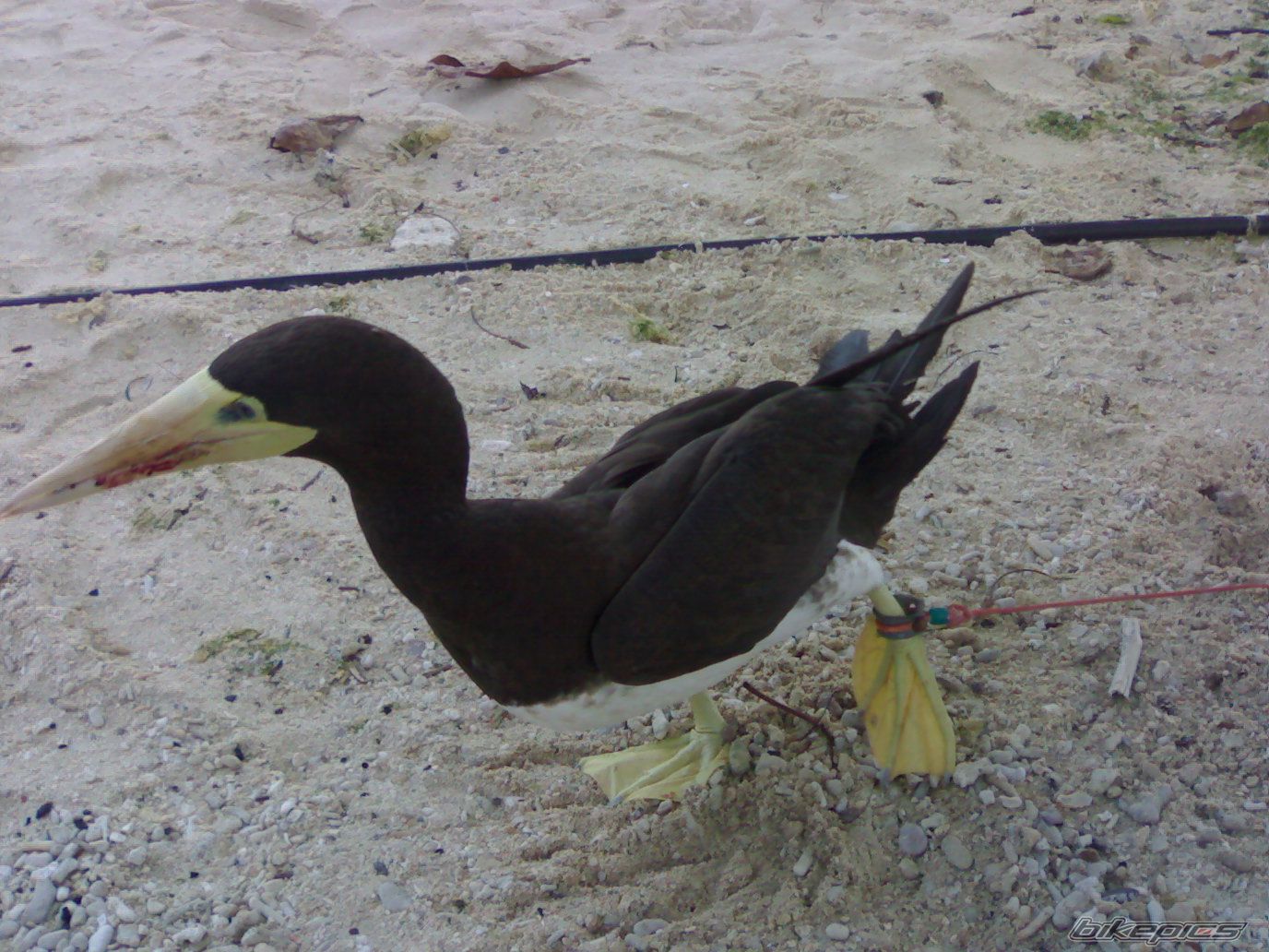 Photo 1470104