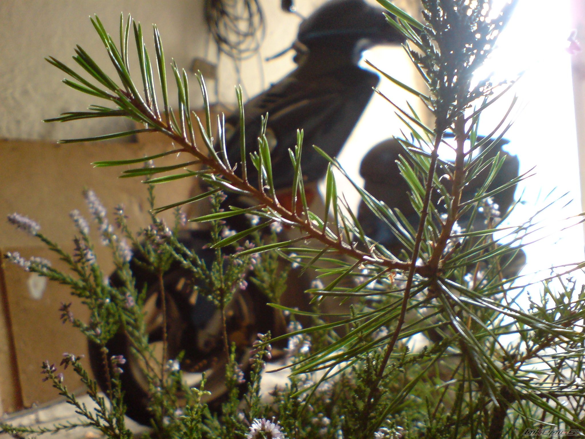 Photo 1477648