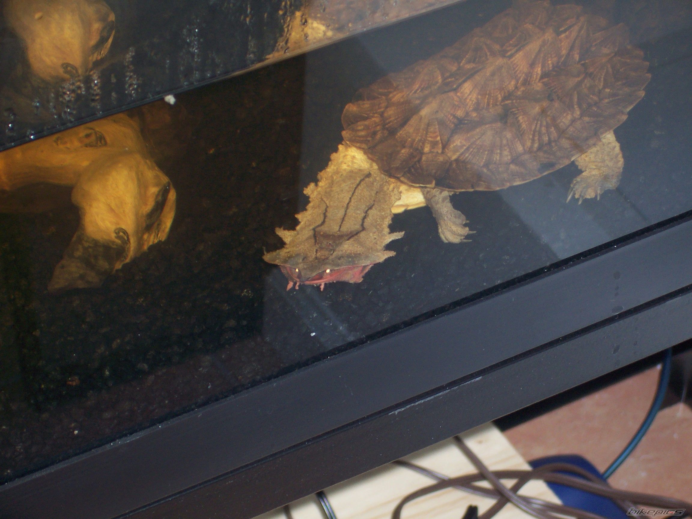 Photo 1483093