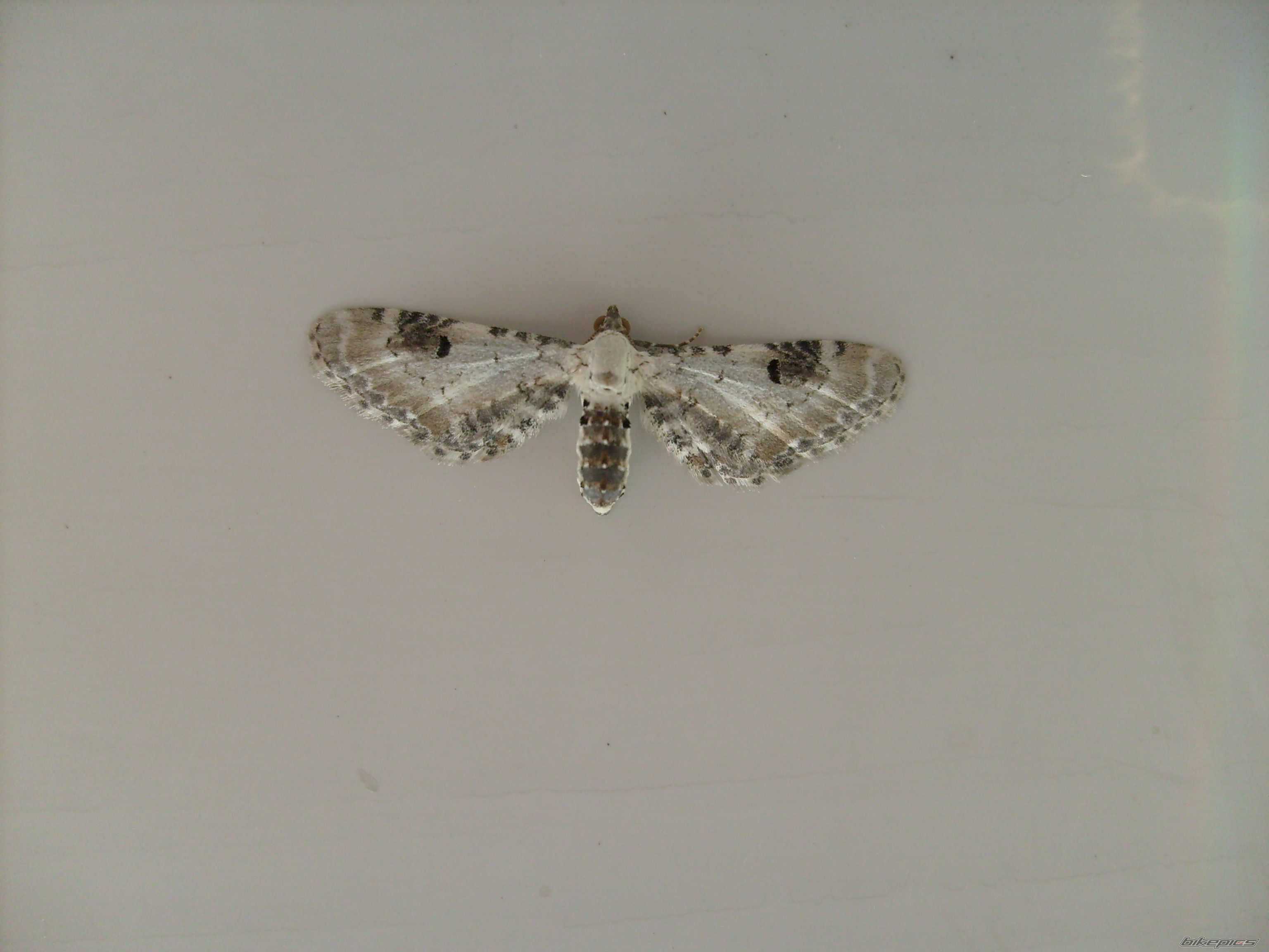 Photo 1485397