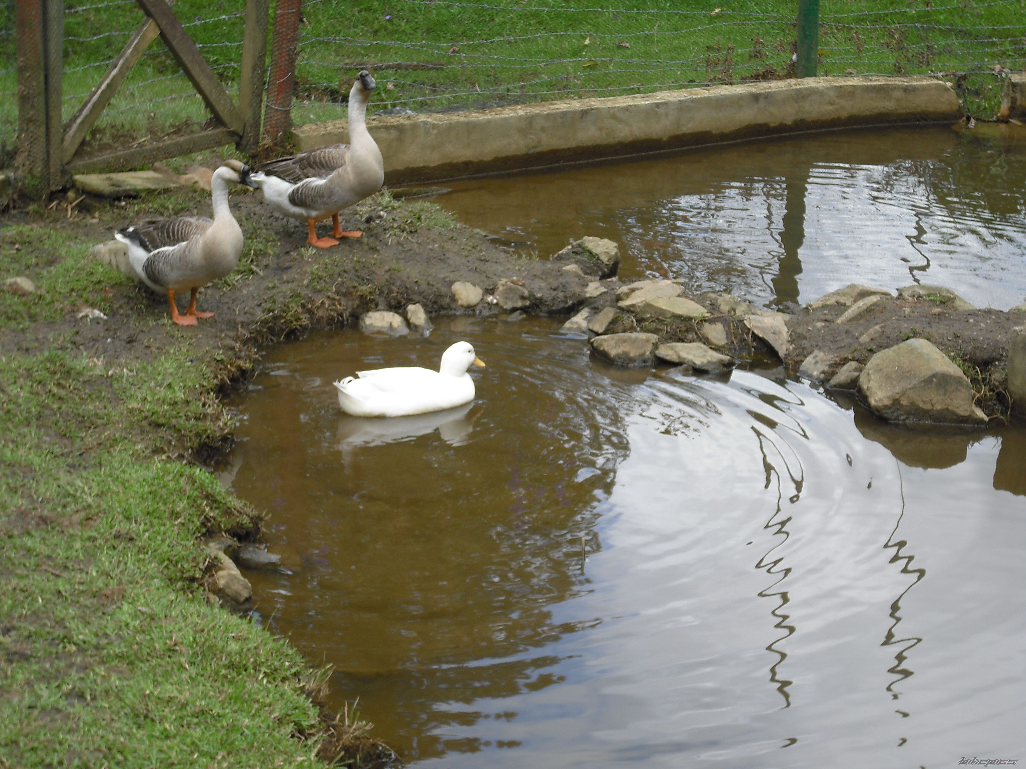 Photo 1492276