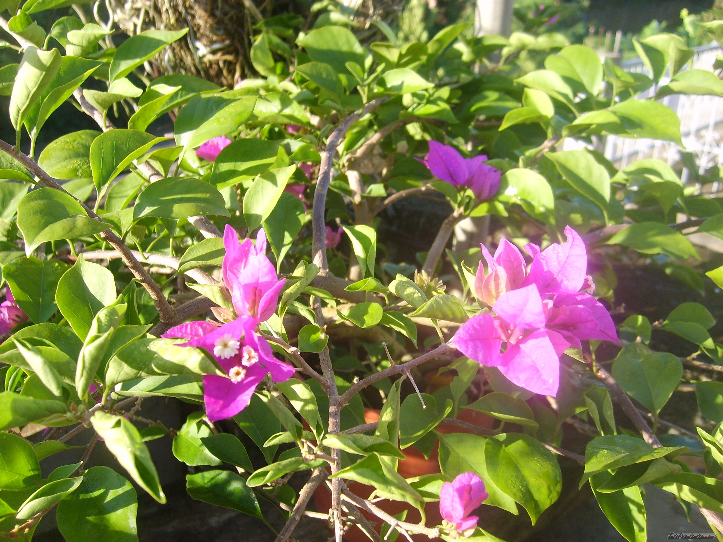 Photo 1495269