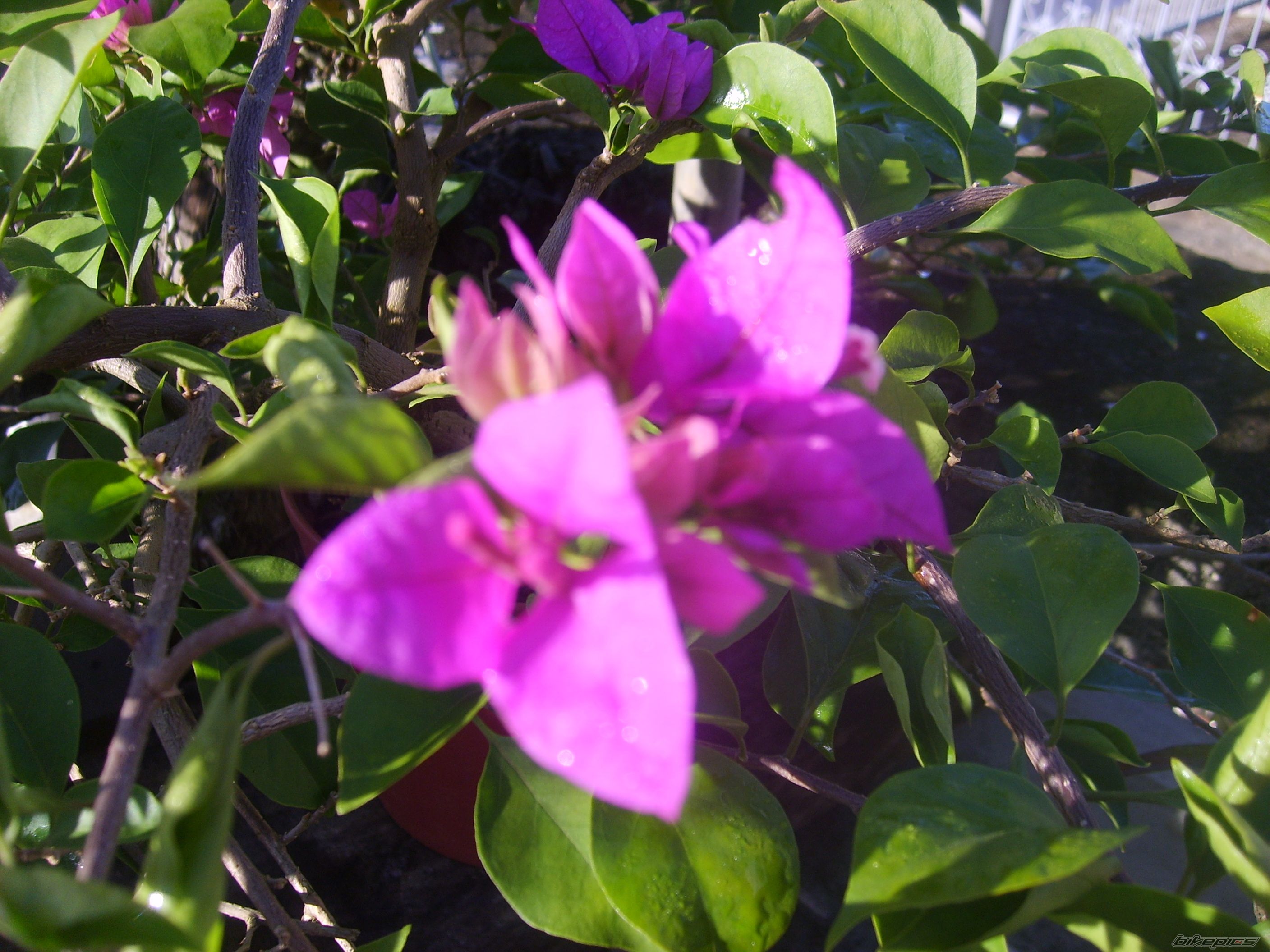 Photo 1495276